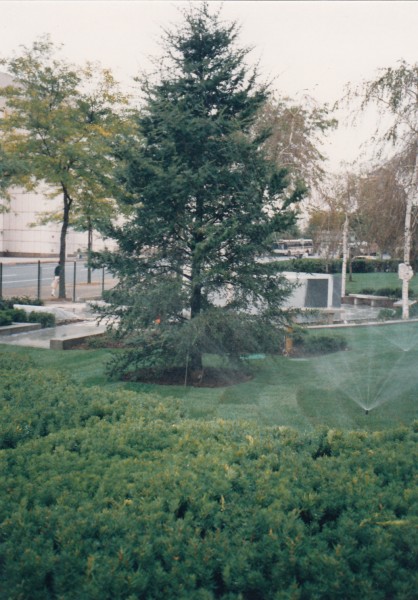 Cedar of Lebanon tree (Holocaust)
