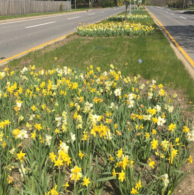 Bryant Avenue near Colonial Road