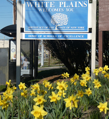 Central Avenue Daffodils