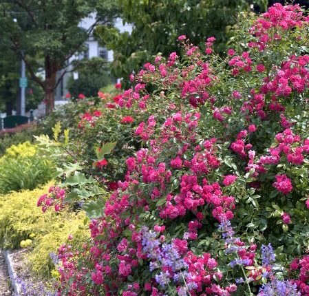 55-MapleGateway-hadar-2-600 Maple Avenue Gateway Garden