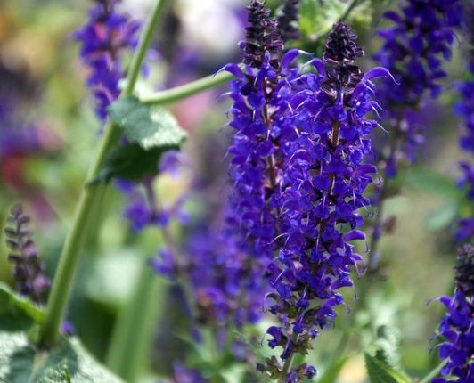 flwrs-closeup-2-2016-hadar