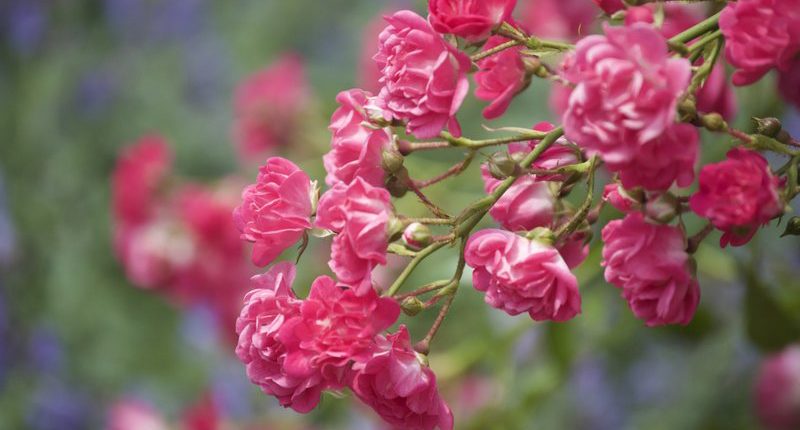 flwrs-closeup-3-2016-hadar (2) Photo coming soon