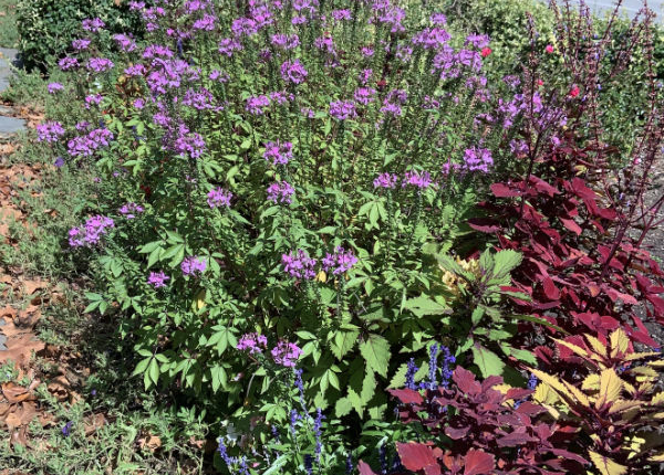 23-Jan'sGar-3-ng-2019-s Jan's Garden