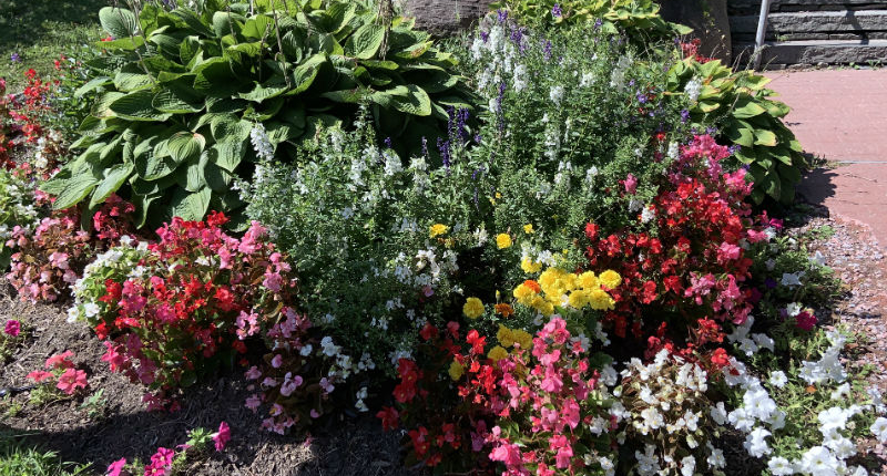 42-GisondiFam-5-ng-2019-800 Gisondi Family Garden
