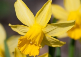 February Gold February Gold