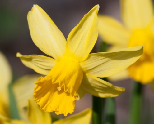 February Gold February Gold