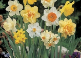 Large Flowering Mix Large Flowering Mix