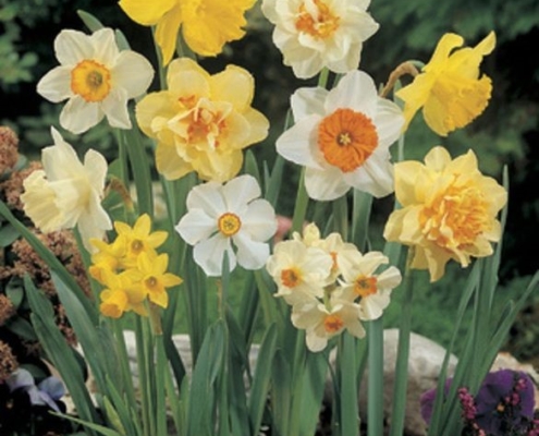 Large Flowering Mix Large Flowering Mix