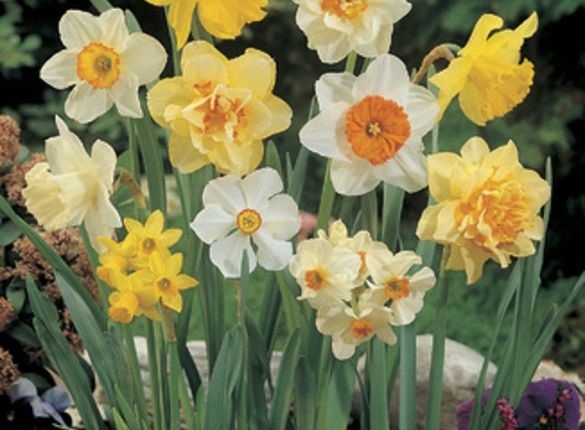 Large Flowering Mix Large Flowering Mix