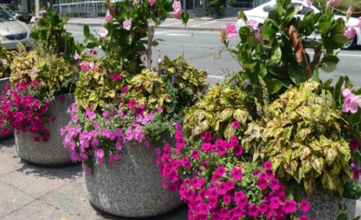 16-FountainPlanters-1-pb Fountain Planters