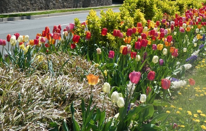 72-N.StCommunity-pb2 North Street Median Garden