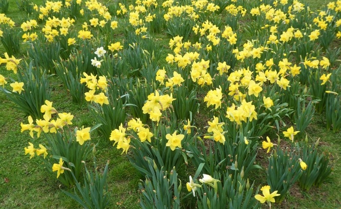 daff-spring-21.pb-2 The Daffodil Project