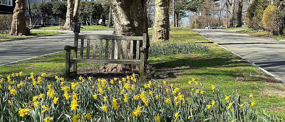 Daffodil Garden